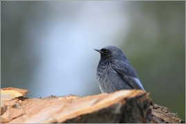 <p>REHEK DOMÁCÍ (Phoenicurus ochruros) /Black redstart - Hausrotschwanz/</p>